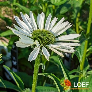 Echinacea purpurea 'Alba' P9