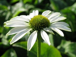 Echinacea purpurea 'Alba' P9 - afbeelding 3