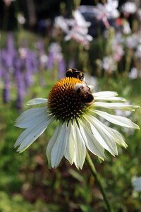 Echinacea purpurea 'Alba' P9 - afbeelding 4