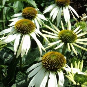 Echinacea purpurea 'Alba' P9 - afbeelding 9