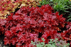 Heuchera "Forever red" P9