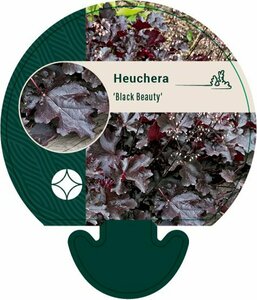 Heuchera 'Black Beauty' P9