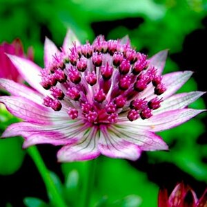 Astrantia maj. 'Primadonna' P9 - afbeelding 2
