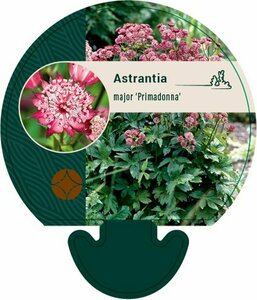 Astrantia maj. 'Primadonna' P9 - afbeelding 1