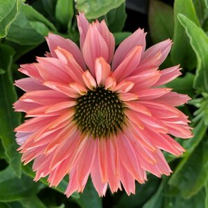 Echinacea purpurea 'Sunseekers Salmon' P9