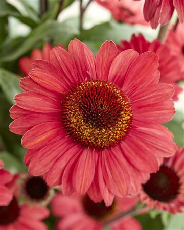 Echinacea purpurea 'Sunseekers Salmon' P9 - afbeelding 5