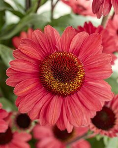 Echinacea purpurea 'Sunseekers Salmon' P9 - afbeelding 5