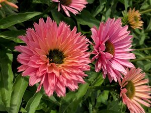 Echinacea purpurea 'Sunseekers Salmon' P9 - afbeelding 2