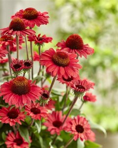 Echinacea purpurea 'Sunseekers Salmon' P9 - afbeelding 6