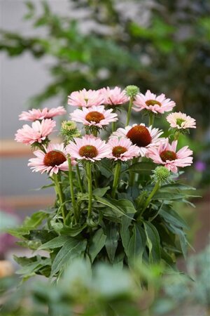 Echinacea purpurea 'Sunseekers Salmon' P9 - afbeelding 3