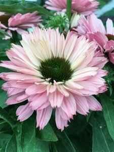 Echinacea purpurea 'Sunseekers Salmon' P9 - afbeelding 4