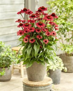 Echinacea purpurea 'Sunseekers Salmon' P9 - afbeelding 7