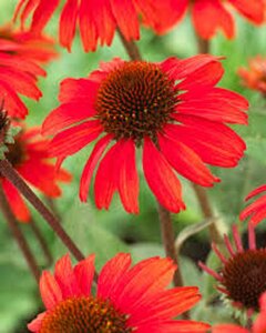 Echinacea purpurea 'Sunseekers Salmon' P9 - afbeelding 8