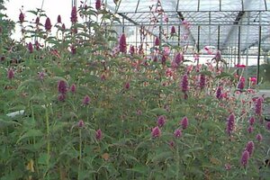 Agastache foeniculum P9 BIO