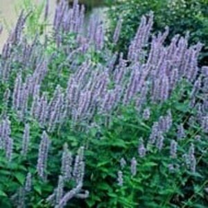 Agastache foeniculum P9 BIO - afbeelding 2