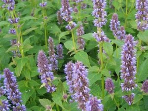 Agastache foeniculum P9 BIO - afbeelding 3