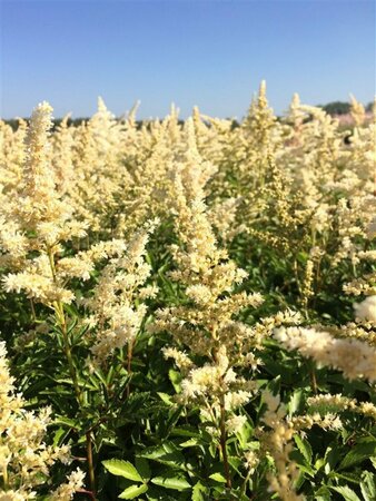 Astilbe (A) 'Astary White' P9 - afbeelding 1