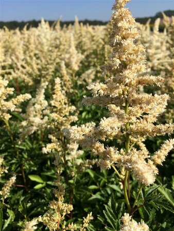 Astilbe (A) 'Astary White' P9 - afbeelding 2
