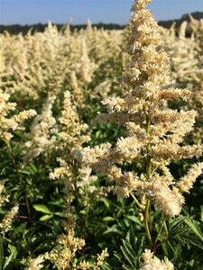 Astilbe (A) 'Astary White' P9 - afbeelding 2