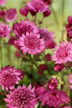 Astrantia major 'Star of Billion' P9 BIO - afbeelding 1