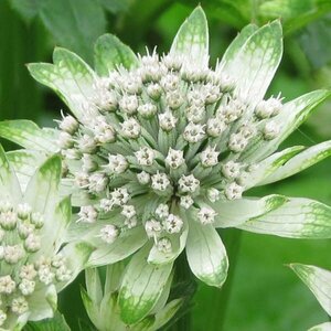 Astrantia major 'Star of Billion' P9 BIO - afbeelding 3
