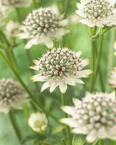 Astrantia major 'Star of Billion' P9 BIO - afbeelding 4