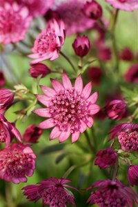 Astrantia major 'Star of Billion' P9 BIO - afbeelding 2
