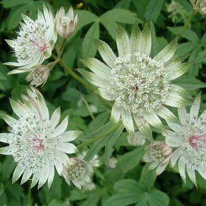 Astrantia major 'Star of Billion' P9 BIO - afbeelding 5