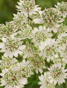 Astrantia major 'Star of Billion' P9 BIO - afbeelding 6