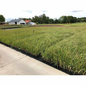 Calamagrostis acutiflora 'Karl Foerster' P9 BIO - afbeelding 7