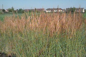 Calamagrostis acutiflora 'Karl Foerster' P9 BIO