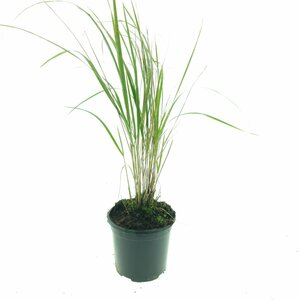 Calamagrostis acutiflora 'Karl Foerster' P9 BIO - afbeelding 5