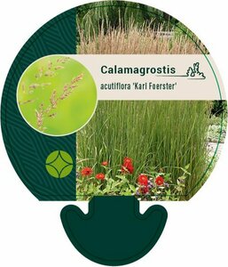 Calamagrostis acutiflora 'Karl Foerster' P9 BIO - afbeelding 11