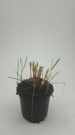 Calamagrostis acutiflora 'Karl Foerster' P9 BIO - afbeelding 2