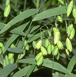 Chasmanthium latifolium P9 BIO - afbeelding 1