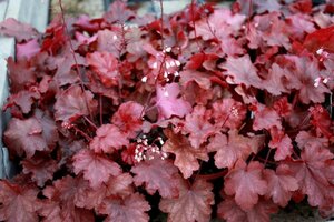 Heuchera 'Fire Chief' C2 - afbeelding 2