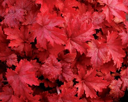 Heuchera 'Fire Chief' C2 - afbeelding 3