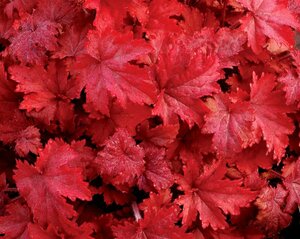 Heuchera 'Fire Chief' C2 - afbeelding 3