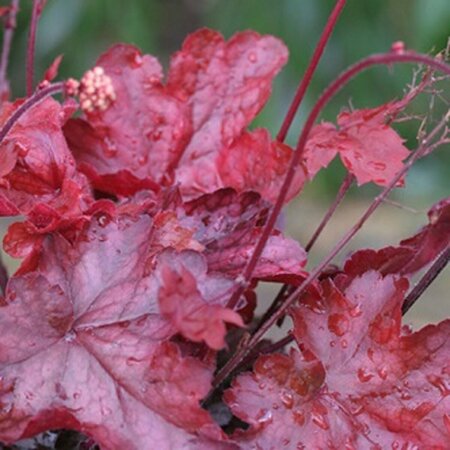 Heuchera 'Fire Chief' C2 - afbeelding 4