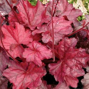 Heuchera 'Fire Chief' C2 - afbeelding 5