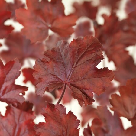 Heuchera 'Fire Chief' C2 - afbeelding 6