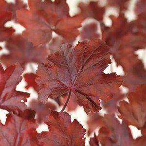 Heuchera 'Fire Chief' C2 - afbeelding 6