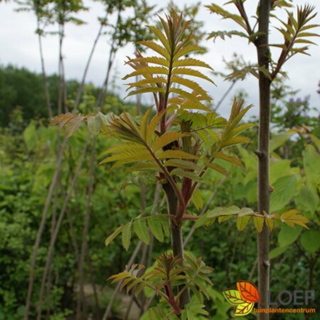 Rhus typhina