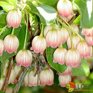 Enkianthus campanulatus