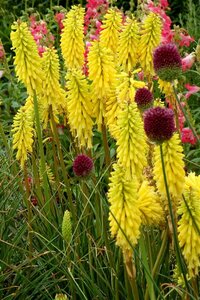 Kniphofia 'Lemon Popsicle' C2