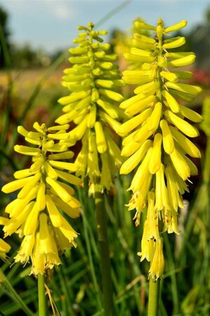 Kniphofia 'Lemon Popsicle' C2 - afbeelding 2