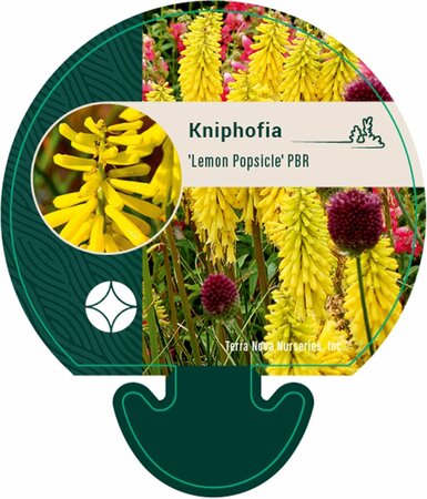 Kniphofia 'Lemon Popsicle' C2 - afbeelding 5