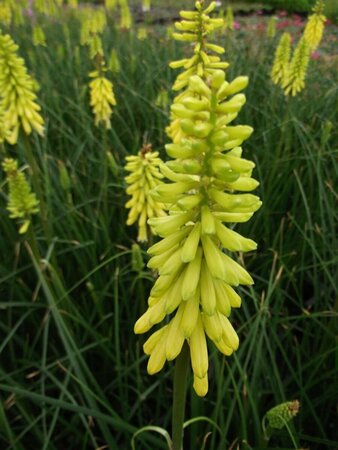 Kniphofia 'Lemon Popsicle' C2 - afbeelding 3