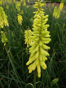Kniphofia 'Lemon Popsicle' C2 - afbeelding 3