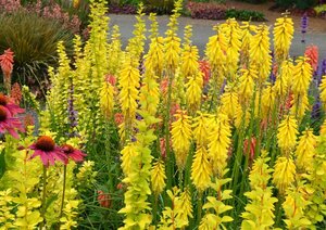 Kniphofia 'Lemon Popsicle' C2 - afbeelding 4